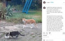 【海外発！Breaking News】野良猫に自分の餌を分けていた飼い猫、ベストフレンドになって一緒に暮らす（オランダ）