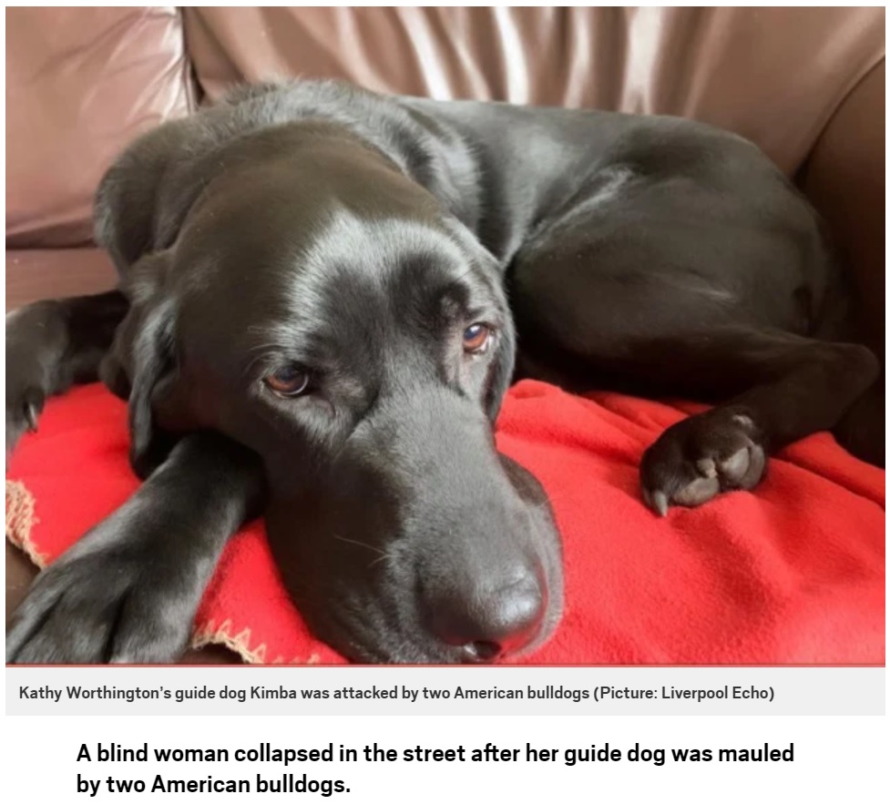 女性に襲いかかる2匹の犬を追い払おうとした盲導犬（画像は『Metro　2021年2月23日付「Blind woman collapses in street as bulldogs maul her guide dog」（Picture: Liverpool Echo）』のスクリーンショット）