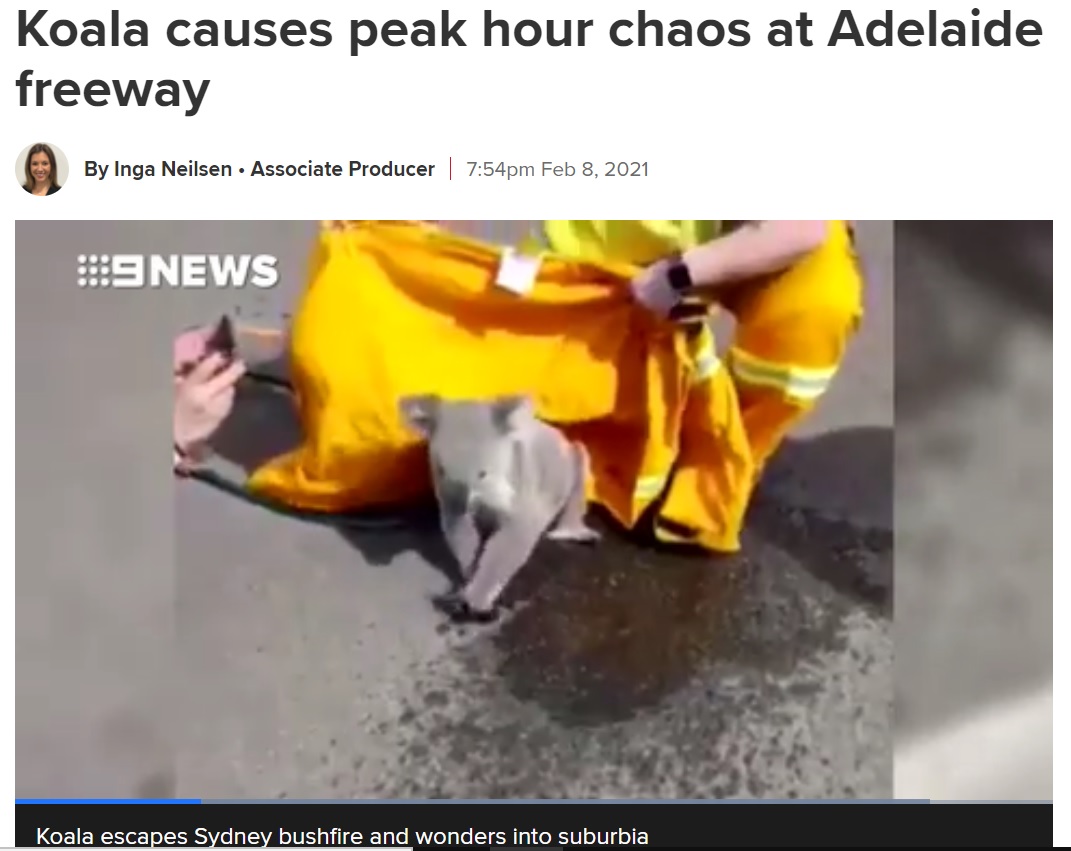 レスキュー隊により保護されたコアラ（画像は『9News　2021年2月8日付「Koala causes peak hour chaos at Adelaide freeway」』のスクリーンショット）