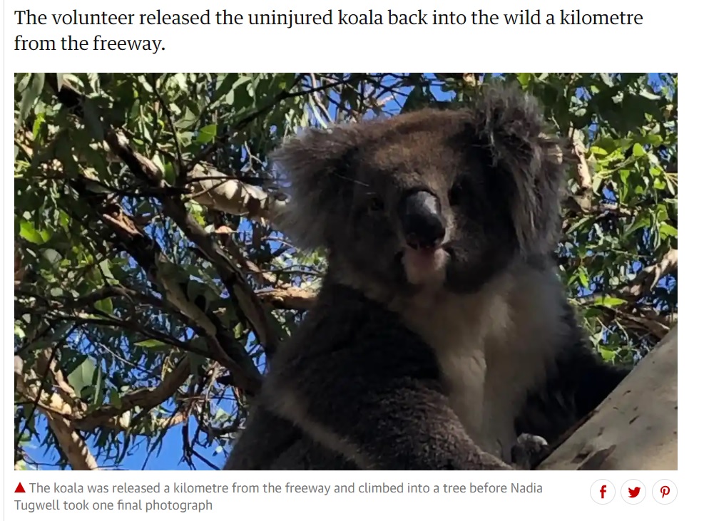 最終的に自然に返されたコアラ（画像は『The Guardian　2021年2月8日付「‘Quite a calm koala’: marsupial gets behind the wheel after being rescued from Australian freeway」』のスクリーンショット）
