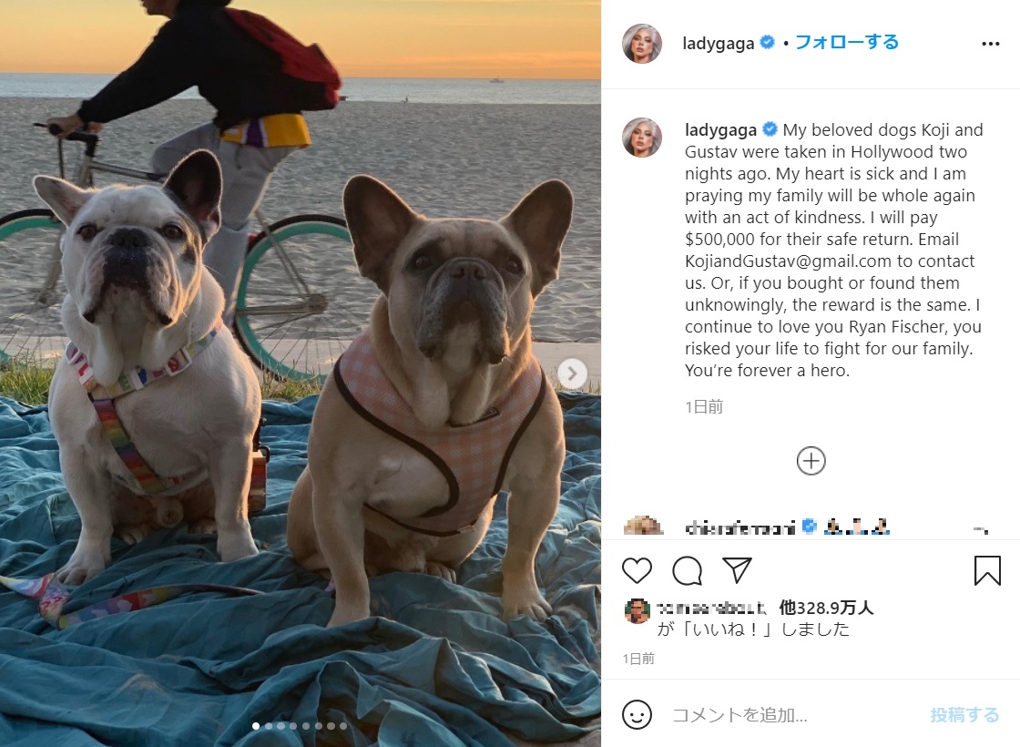 「無事保護された」と報じられたコジ（右）とグスタフ（画像は『Lady Gaga　2021年2月26日付Instagram「My beloved dogs Koji and Gustav were taken in Hollywood two nights ago.」』のスクリーンショット）