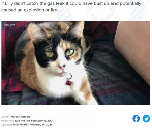 多指症と猫白血病ウイルス感染症のリリー（画像は『KGW　2021年2月16日付「Rescue cat detects dangerous gas leak at Lake Oswego home, saving owners」』のスクリーンショット）