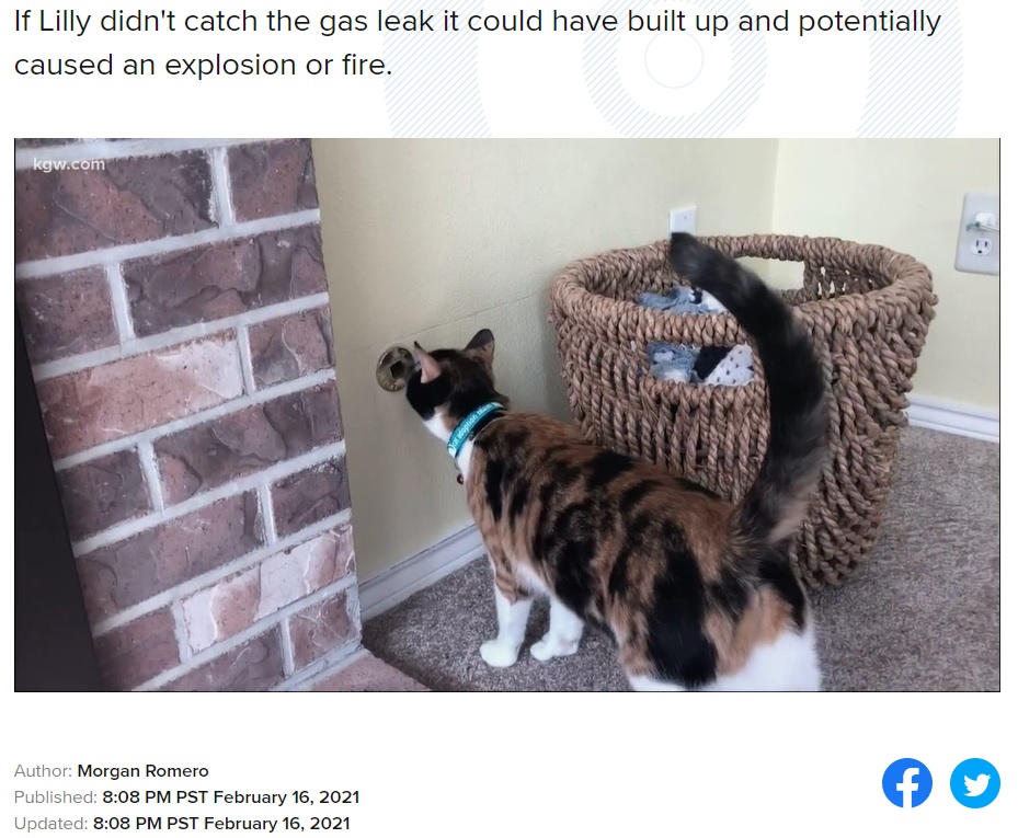 かすかなガスの臭いを察知した飼い猫（画像は『KGW　2021年2月16日付「Rescue cat detects dangerous gas leak at Lake Oswego home, saving owners」』のスクリーンショット）