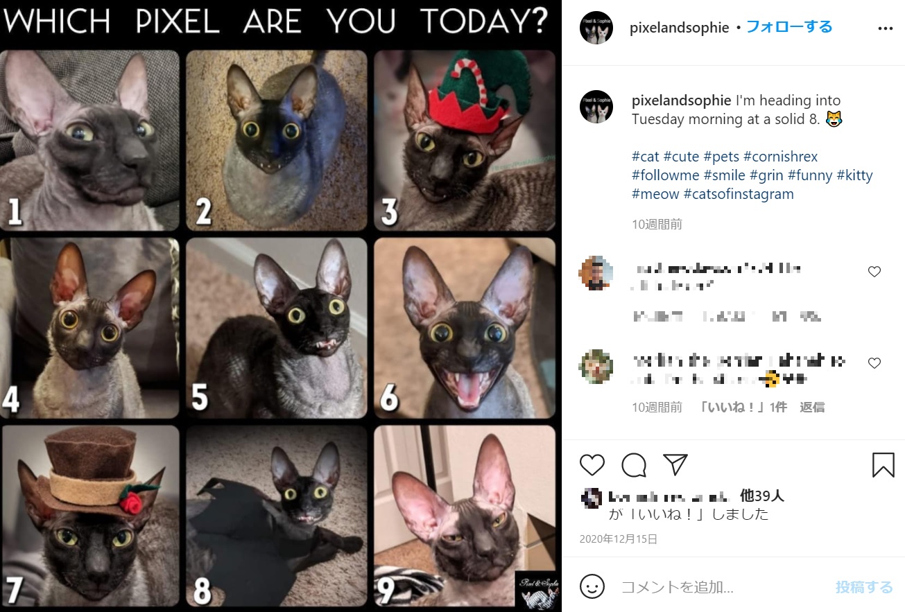 ピクセルは毎日様々な表情を見せてくれる（画像は『Pixel ＆ Sophie　2020年12月15日付Instagram「I’m heading into Tuesday morning at a solid 8.」』のスクリーンショット）