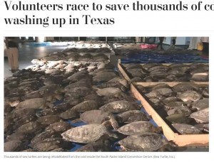 極度の寒さでこん睡してしまったウミガメたち（画像は『The Washington Post　2021年2月17日付「Volunteers race to save thousands of cold-stunned turtles washing up in Texas」（Sea Turtle, Inc.）』のスクリーンショット）