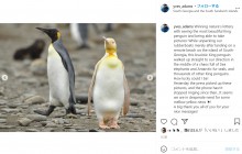 【海外発！Breaking News】黄色いオウサマペンギンが南大西洋の島で見つかる　撮影した写真家「約12万羽もの中に1羽だけだった」