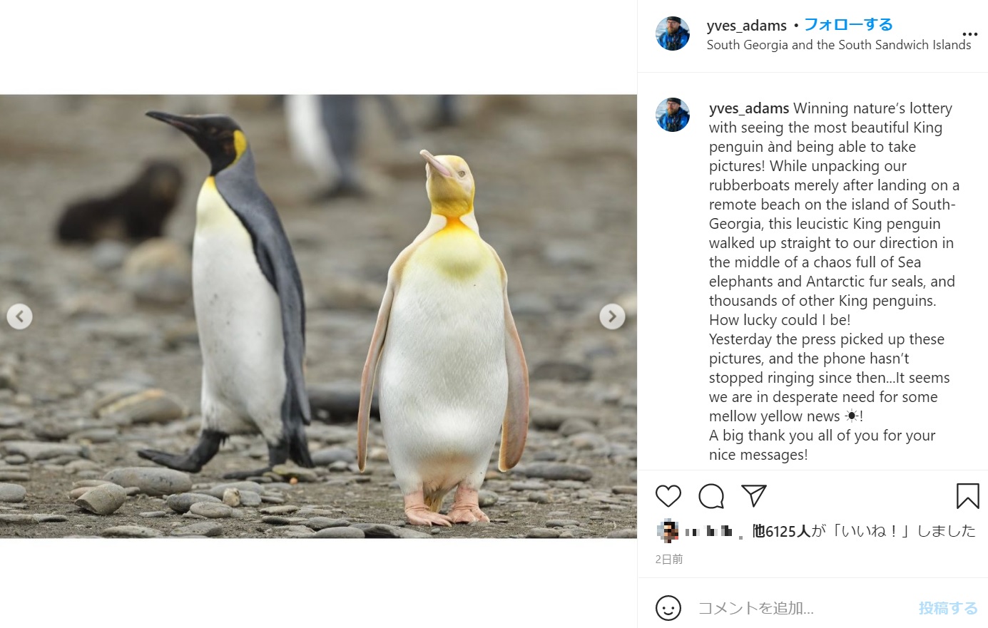 通常のオウサマペンギンと並ぶ白変種のペンギン（画像は『Yves Adams　2021年2月18日付Instagram「Winning nature’s lottery with seeing the most beautiful King penguin ànd being able to take pictures!」』のスクリーンショット）