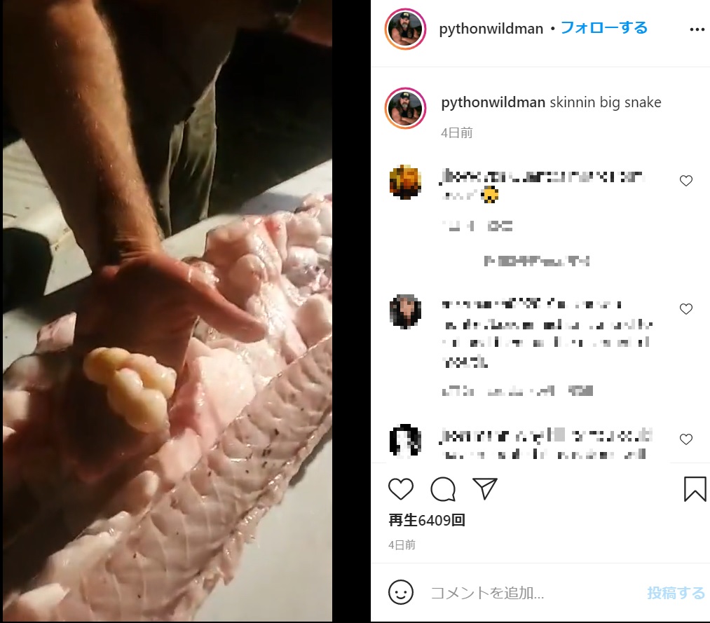ダスティさんがヘビを解体すると、お腹の中から100個もの卵が（画像は『Wildman　2021年2月9日付Instagram「skinnin big snake」』のスクリーンショット）