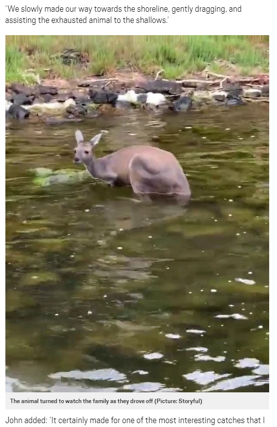 岸に上がると呆然としてジョンさん一家を見つめていたカンガルー（画像は『Metro　2021年2月11日付「Heartwarming moment family rescue exhausted kangaroo from drowning」（Picture: Storyful）』のスクリーンショット）