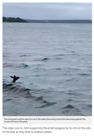 【海外発！Breaking News】海で溺れかけたカンガルー、近くにいた家族に身を任せ救出される（豪）＜動画あり＞