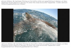 【海外発！Breaking News】銛で漁をしていた青年　手に持っていた魚をサメに奪われ腕を失いかける（ニュージーランド）