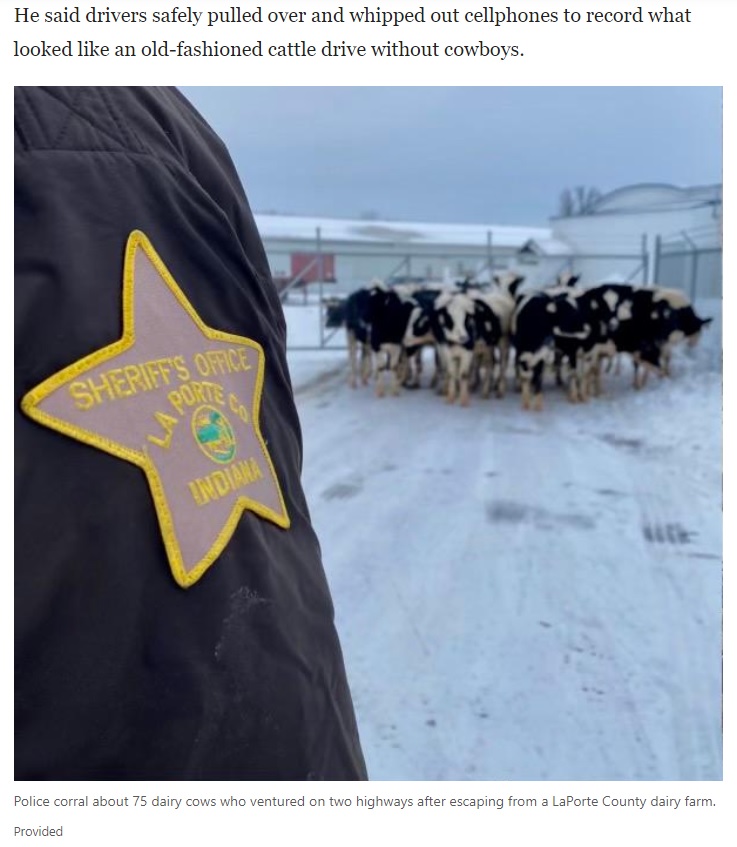 パトカーで帰宅していたデレクさんは、すぐにサイレンを鳴らして対応（画像は『madison.com　2021年2月8日付「Watch now: 75 cows flee Northwest Indiana farm, stampede miles across major highways」（Provided）』のスクリーンショット）