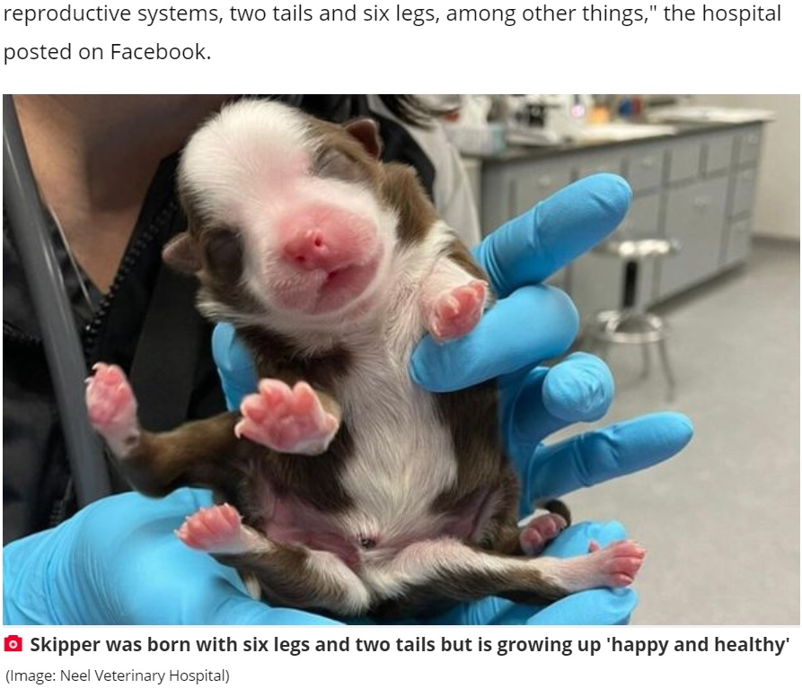 6本の脚を持って誕生した子犬（画像は『Daily Star　2021年2月23日付「Miracle puppy born with six legs and two tails in world first is ‘happy and healthy’」（Image: Neel Veterinary Hospital）』のスクリーンショット）
