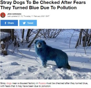 【海外発！Breaking News】体毛が青や緑に染まった野犬が発見される　化学汚染の影響か（露）