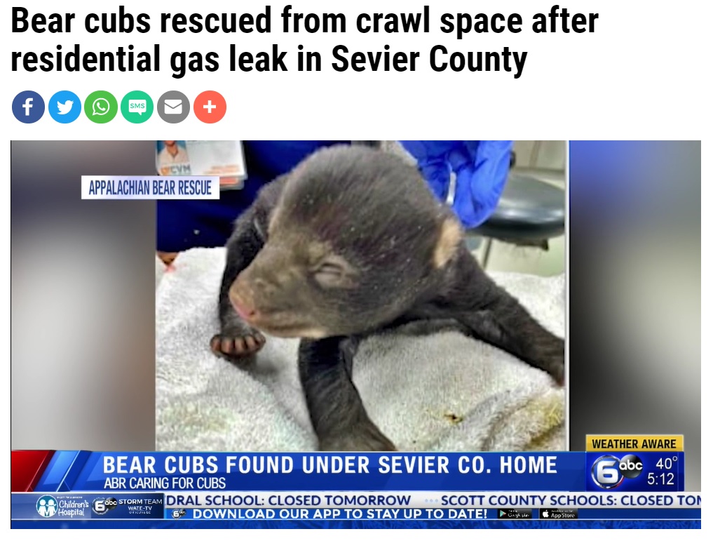 生まれたばかりで目も開いていない状態だった子グマ（画像は『WKRN　2021年2月16日付「Bear cubs rescued from crawl space after residential gas leak in Sevier County」』のスクリーンショット）