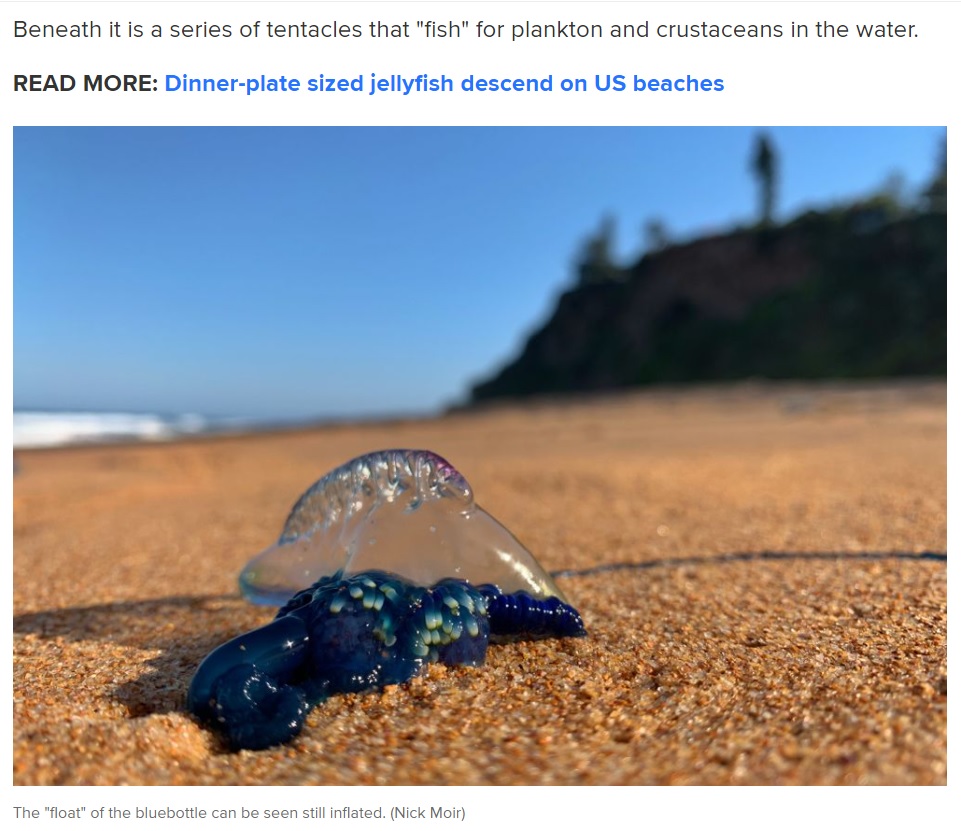 浜辺に打ち上げられたものでも触れると危険だ（画像は『9News　2021年2月8日付「Bluebottles visit Sydney’s beaches in droves: Why they arrive each summer」（Nick Moir）』のスクリーンショット）