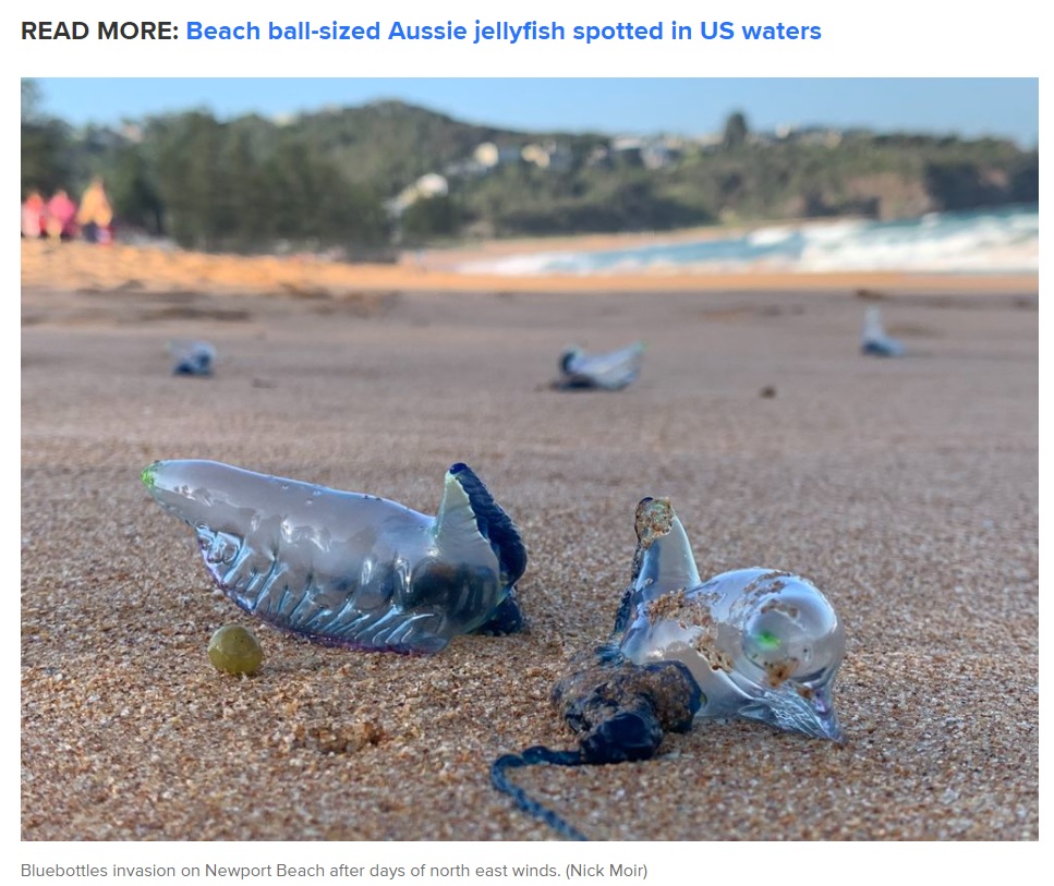 キレイな見た目をしているカツオノエボシ（画像は『9News　2021年2月8日付「Bluebottles visit Sydney’s beaches in droves: Why they arrive each summer」（Nick Moir）』のスクリーンショット）