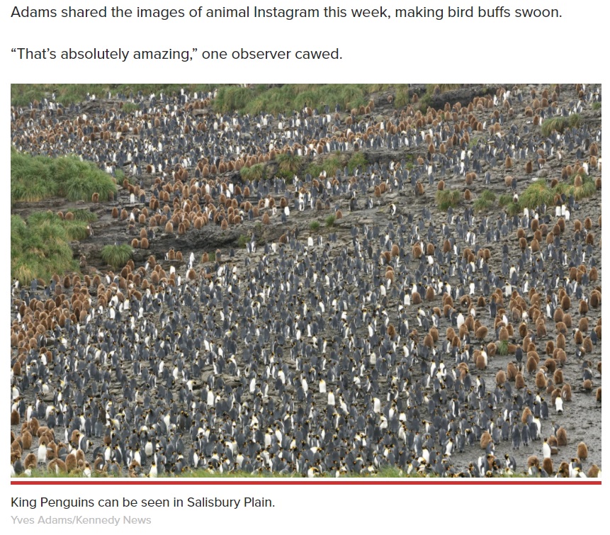 約12万羽ものオウサマペンギンが生息するサウスジョージア島（画像は『New York Post　2021年2月19日付「Wildlife photographer snaps shot of ‘never-before-seen’ yellow penguin」（Yves Adams/Kennedy News）』のスクリーンショット）