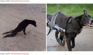 保護される前（左）とリハビリ後の犬（画像は『Bored Panda　2021年2月12日付「This Thai Animal Shelter Nurses Disabled Dogs Back To Life With The Help Of Vets And Wheelchairs」（Image credits: themanthatrescuesdogs）』のスクリーンショット）