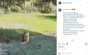 庭でぴったりと寄り添う2匹（画像は『la_riek　2020年8月31日付Instagram「Zo zoet」』のスクリーンショット）