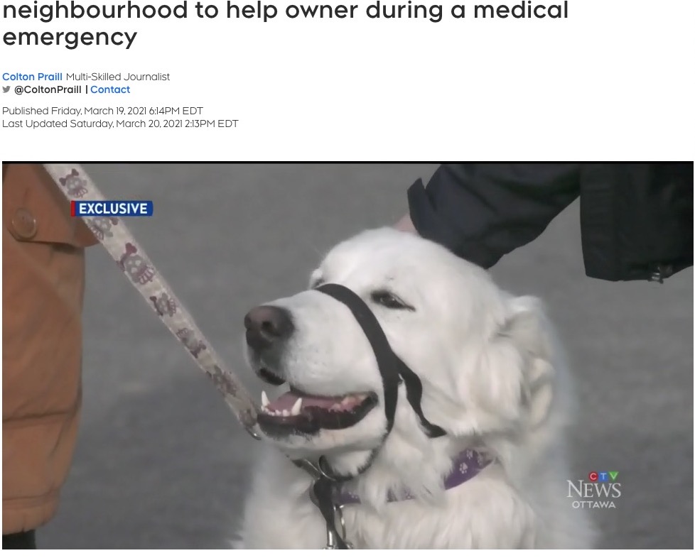 飼い主を救ったヒーロー犬（画像は『CTV News Ottawa　2021年3月20日付「Lucky Clover: Family dog stops traffic in Ottawa neighbourhood to help owner during a medical emergency」』のスクリーンショット）
