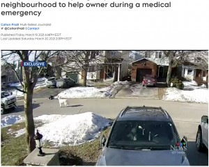 走行中の車を止めて助けを求めるクローバー（画像は『CTV News Ottawa　2021年3月20日付「Lucky Clover: Family dog stops traffic in Ottawa neighbourhood to help owner during a medical emergency」』のスクリーンショット）