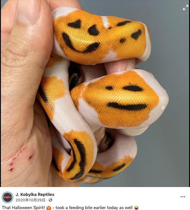 目と口が黒いスマイルマーク模様のヘビも（画像は『J. Kobylka Reptiles　2020年10月29日付Facebook「That Halloween Spirit!」』のスクリーンショット）