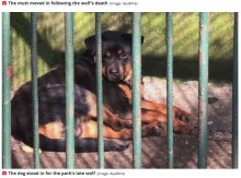 【海外発！Breaking News】死んだオオカミの代わりに犬を檻に入れて展示　中国の動物園に失笑＜動画あり＞
