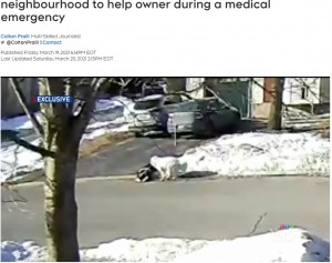 発作で倒れたヘイリーさんを心配するクローバー（画像は『CTV News Ottawa　2021年3月20日付「Lucky Clover: Family dog stops traffic in Ottawa neighbourhood to help owner during a medical emergency」』のスクリーンショット）