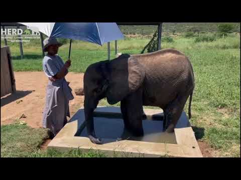 保護されて生存者を意味する「フェンヤ」と名付けられた子ゾウ（画像は『HERD Elephant Orphanage South Africa　2021年3月13日公開 YouTube「Farewell to Baby Elephant Orphan, Snare Victim, Fenya」』のサムネイル）