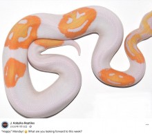 【海外発！Breaking News】スマイルマーク模様のヘビ、通常価格の60倍の値で取引される（米）＜動画あり＞