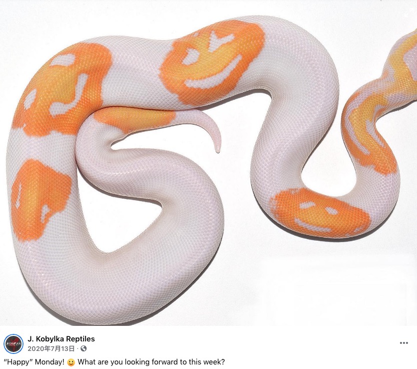 スマイルマークのような模様を持つヘビ（画像は『J. Kobylka Reptiles　2020年7月13日付Facebook「“Happy” Monday!」』のスクリーンショット）
