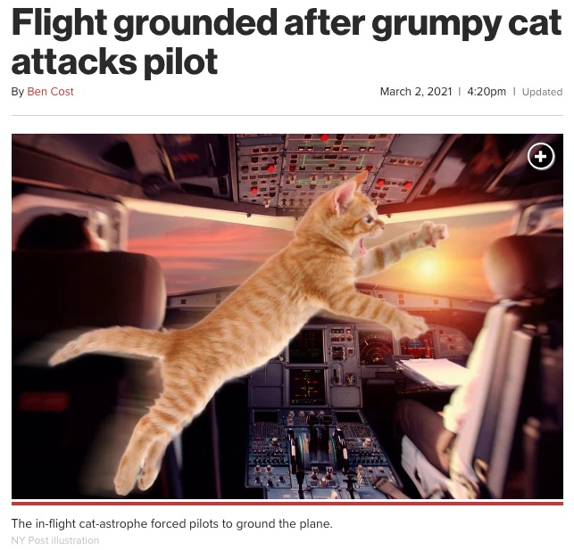 フライト中、パイロットが猫に攻撃される（画像は『New York Post　2021年3月2日付「Flight grounded after grumpy cat attacks pilot」（NY Post illustration）』のスクリーンショット）