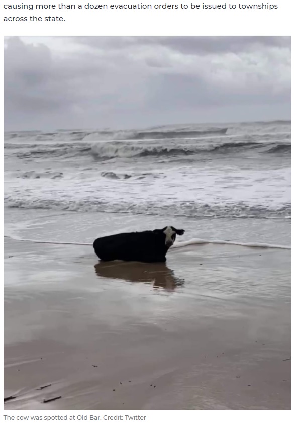 洪水で流されてしまった牛、波打ち際で座り込む（画像は『7NEWS.com.au　2021年3月21日付「Distressed cow rescued from surf as being swept away in flood near Taree during storm」（Credit: Twitter）』のスクリーンショット）
