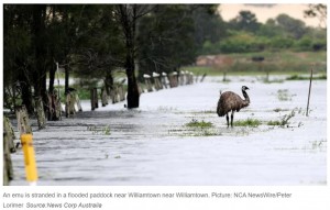 大洪水にエミューも困惑（画像は『news.com.au　2021年3月22日付「Photos that show the devastation caused by floods in NSW」（Source:News Corp Australia）』のスクリーンショット）