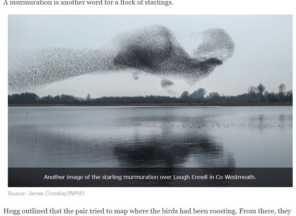 別の写真では、脚や長い尾の付いた巨大な鳥に（画像は『TheJournal.ie　2021年3月4日付「‘It was incredible’: How this stunning picture of starlings above a lake took weeks of waiting」（Source: James Crombie/INPHO）』のスクリーンショット）