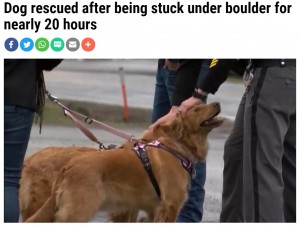 【海外発！Breaking News】岩に挟まれ鳴き声も出せなかった犬、母犬が匂いを嗅ぎ当てピンチを救う（米）
