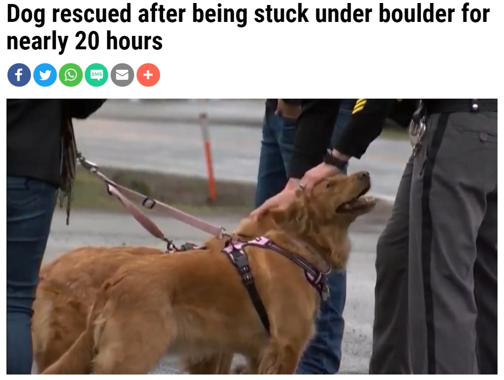 我が子の匂いを見事に嗅ぎ分けた母犬（画像は『WKRN News 2　2021年3月25日付「Dog rescued after being stuck under boulder for nearly 20 hours」』のスクリーンショット）