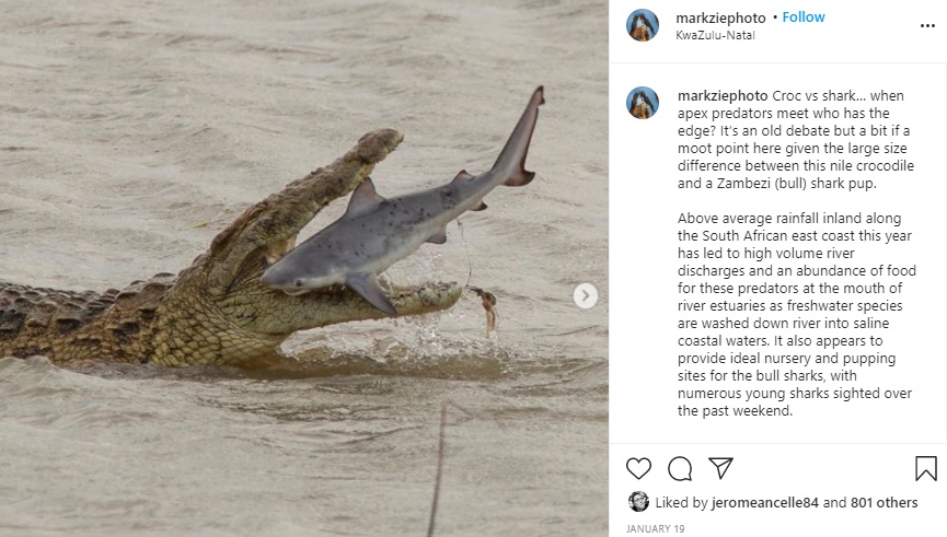 約10分もナイルワニに弄ばれていたサメ（画像は『Dr Mark Ziembicki　2021年1月19日付Instagram「Croc vs shark…」』のスクリーンショット）