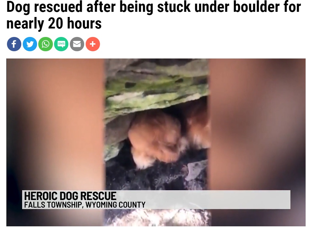 頭がすっぽりと挟まっていたブランディ（画像は『WKRN News 2　2021年3月25日付「Dog rescued after being stuck under boulder for nearly 20 hours」』のスクリーンショット）