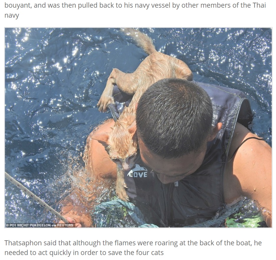海軍の船にたどり着いて、猫を保護することができた（画像は『Express Informer　2021年3月3日付「Saved from cat-astrophe: Four cats are rescued from a sinking ship by Thai navy」（PO1 WICHIT PUKDEELON via REUTERS）』のスクリーンショット）