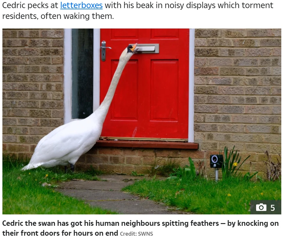 ドアをノックし続けて5年になるという白鳥（画像は『The Sun　2021年3月23日付「SWAN WAKE Swan named Cedric infuriating his human neighbours by knocking on their front doors for hours on end」（Credit: SWNS）』のスクリーンショット）