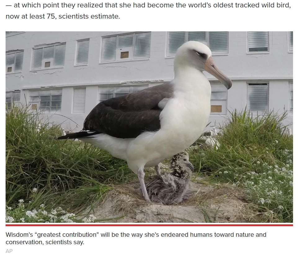 ひなの世話をする世界最高齢のコアホウドリ（画像は『New York Post　2021年3月5日付「Albatross named Wisdom becomes oldest wild bird to lay chick at 75」（AP）』のスクリーンショット）