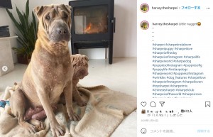 母犬のクロエは、ハーヴィーと比較するとシワは少なめ（画像は『Harvey　2020年12月16日付Instagram「Little nugget」』のスクリーンショット）
