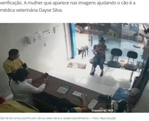 【海外発！Breaking News】怪我をした野良犬、「診察して！」と言わんばかりに動物病院に現る（ブラジル）＜動画あり＞