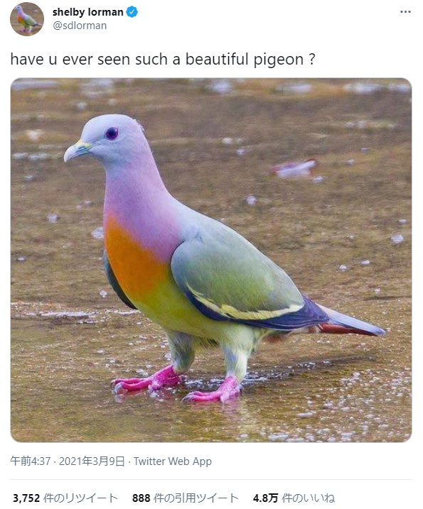 パステルカラーが美しいコアオバト（画像は『shelby lorman　2021年3月9日付Twitter「have u ever seen such a beautiful pigeon ?」』のスクリーンショット）