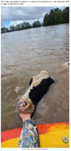 牛は濁流に浸かりながらも顔を出して助けを求めた（画像は『LADbible　2021年3月22日付「Frantic Search Underway For Livestock Swept Away During ‘Relentless’ NSW Flooding」（John Grainger/News Corp）』のスクリーンショット）