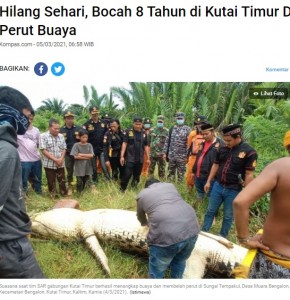 腹を切り裂かれるワニ（画像は『Kompas.com　2021年3月5日付「Hilang Sehari, Bocah 8 Tahun di Kutai Timur Ditemukan Tewas di Perut Buaya」（Istimewa）』のスクリーンショット）