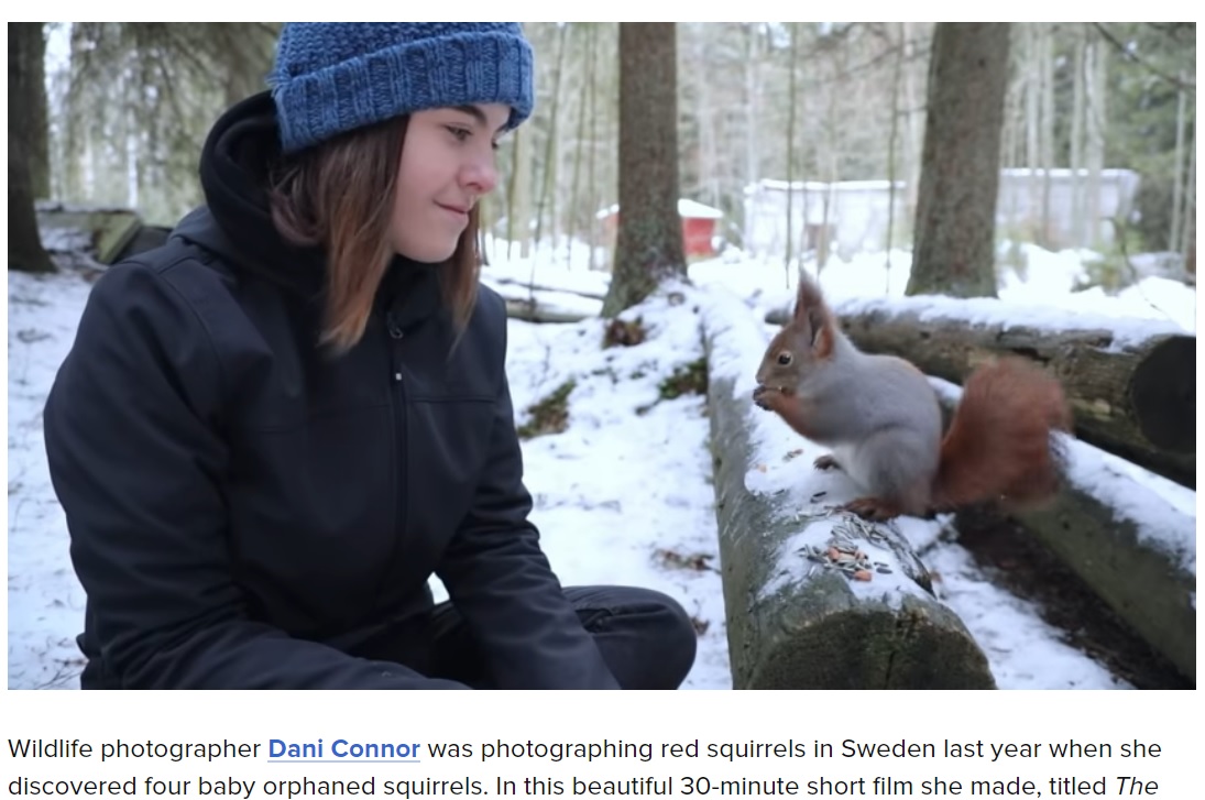 5か月後に再び森を訪れたダニーさんは、子リスたちと奇跡の再会を果たす（画像は『PetaPixel　2021年3月8日付「How a Wildlife Photographer Rescued Four Baby Red Squirrels」』のスクリーンショット）