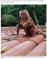 【海外発！Breaking News】民家で暴れ回る猿、盗んだナイフを掴んで屋根の上から威嚇（ブラジル）＜動画あり＞